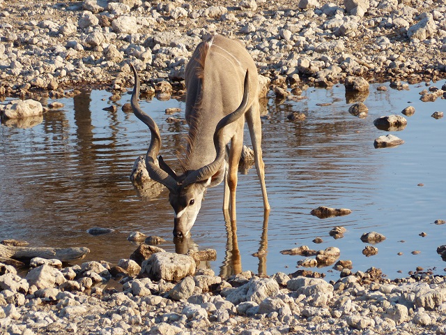 Kudu